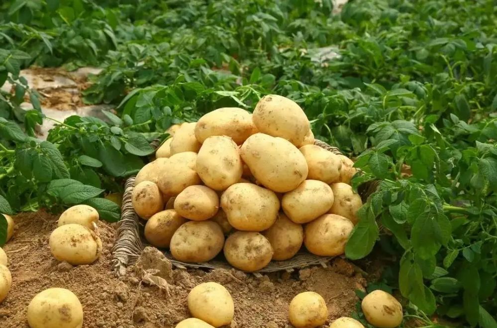 馬鈴薯全程施肥方案